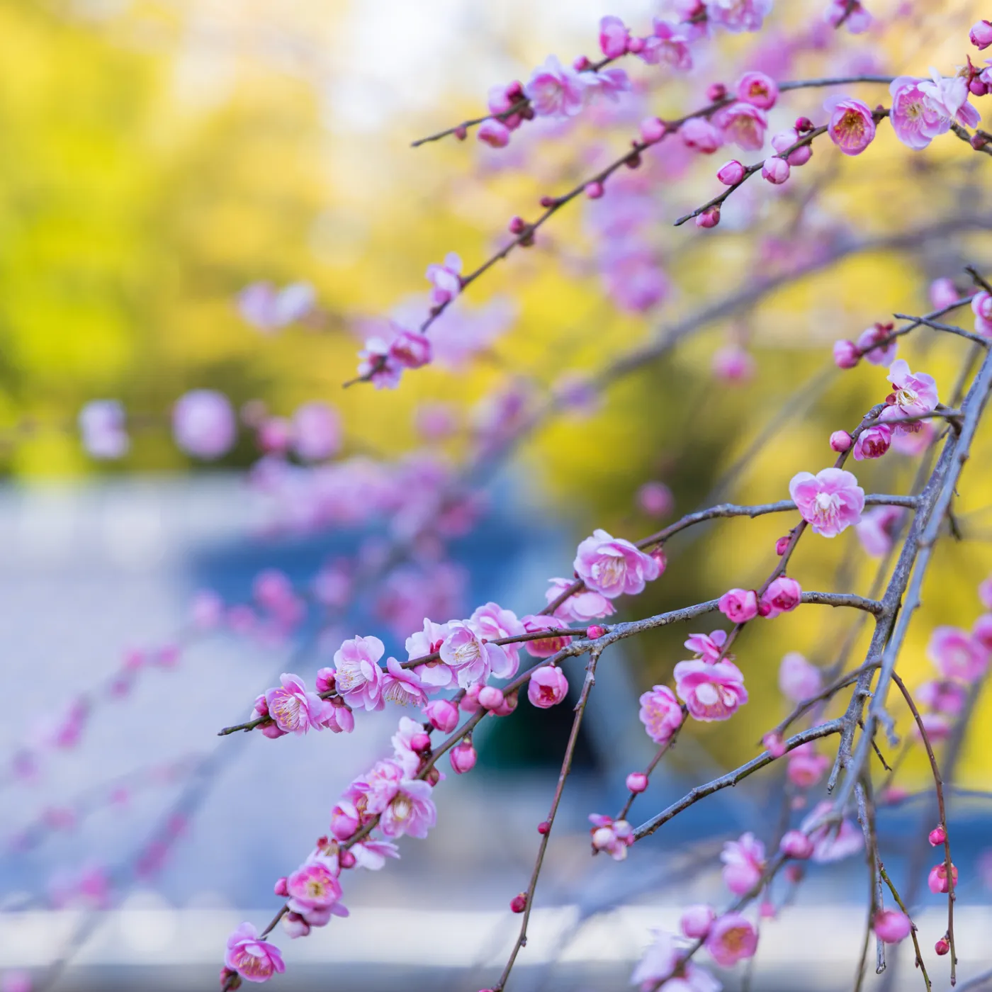 鎌倉山 梅の花