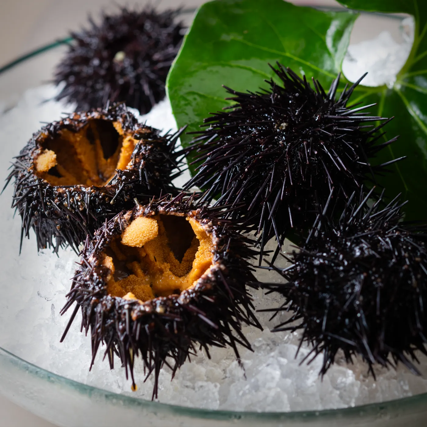 鎌倉山 紫殻ウニ